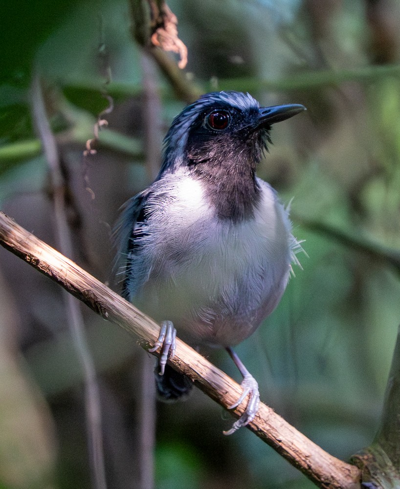 Alapi masqué - ML646533981