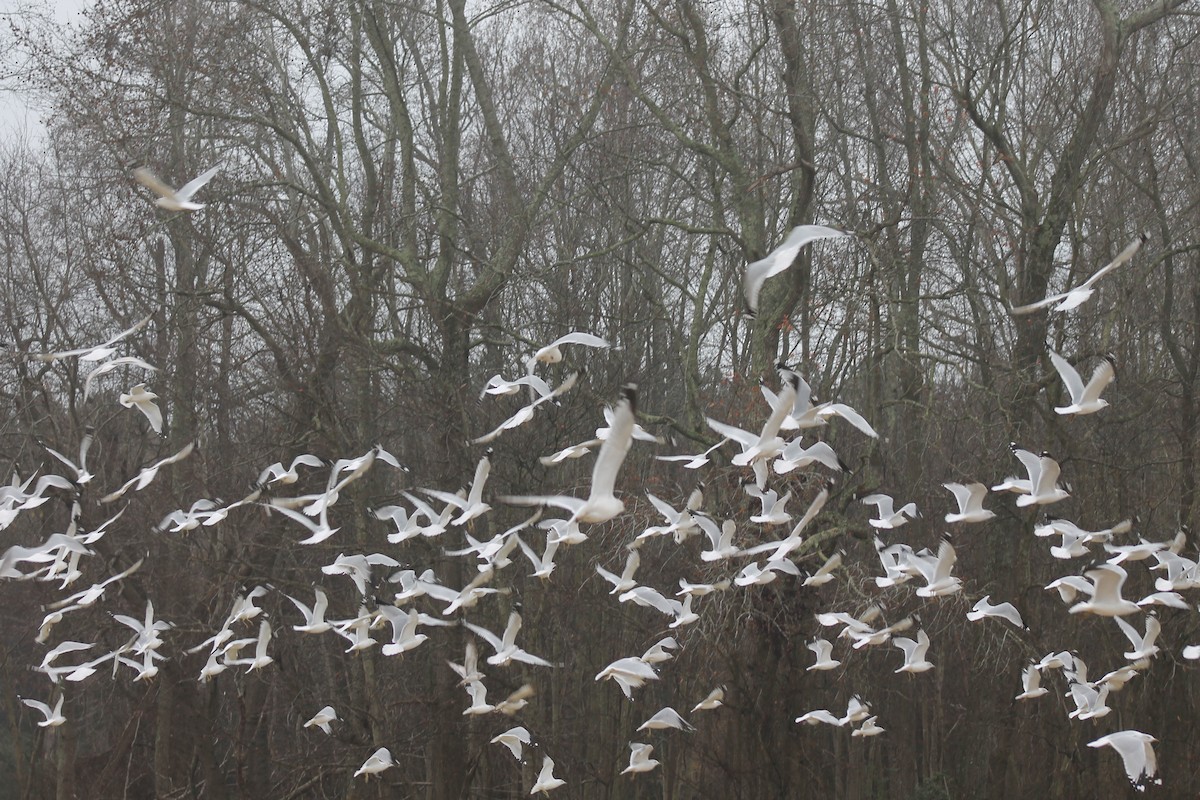 Ring-billed Gull - ML646533987