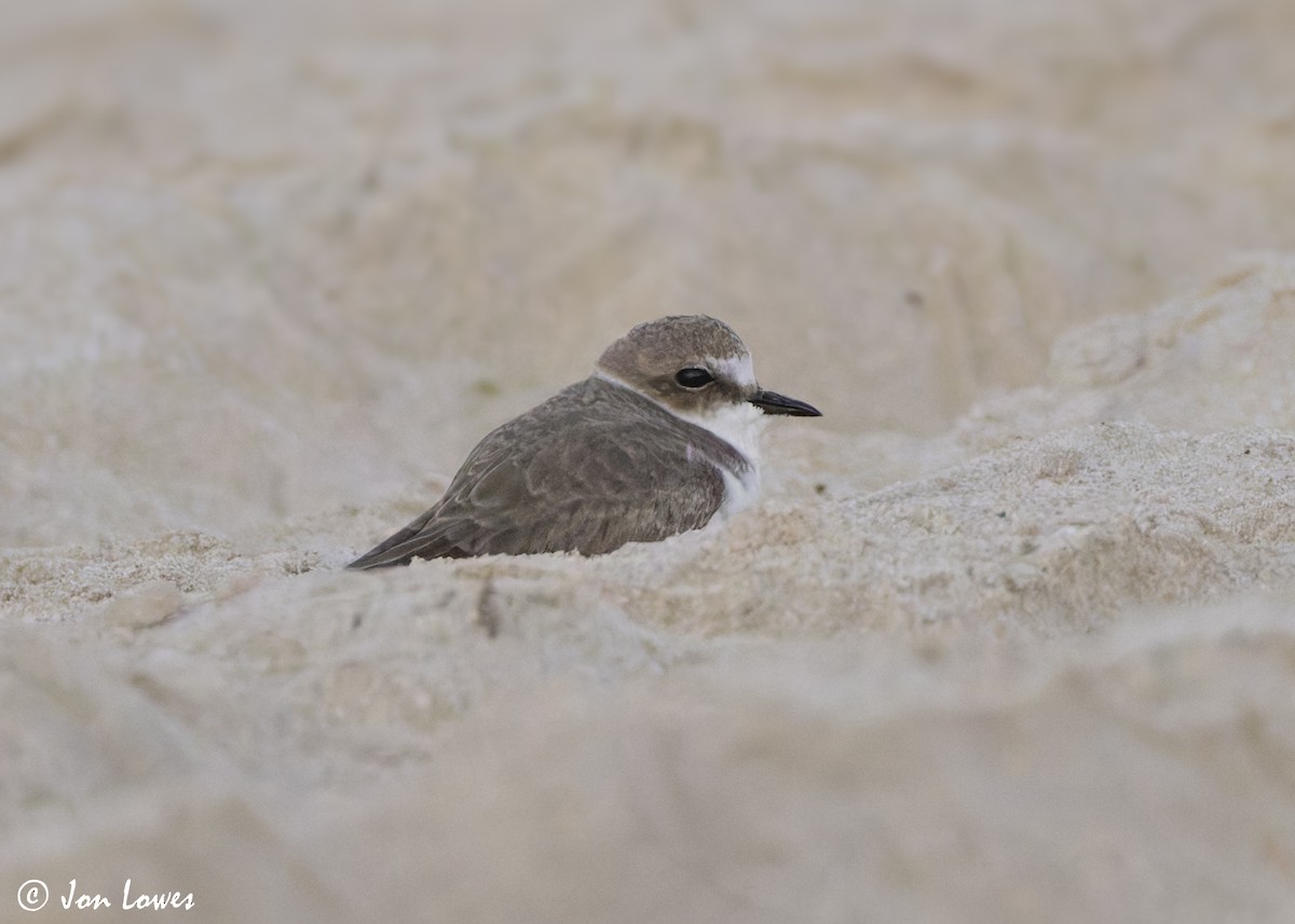 Морской зуёк (alexandrinus/nihonensis) - ML646533991