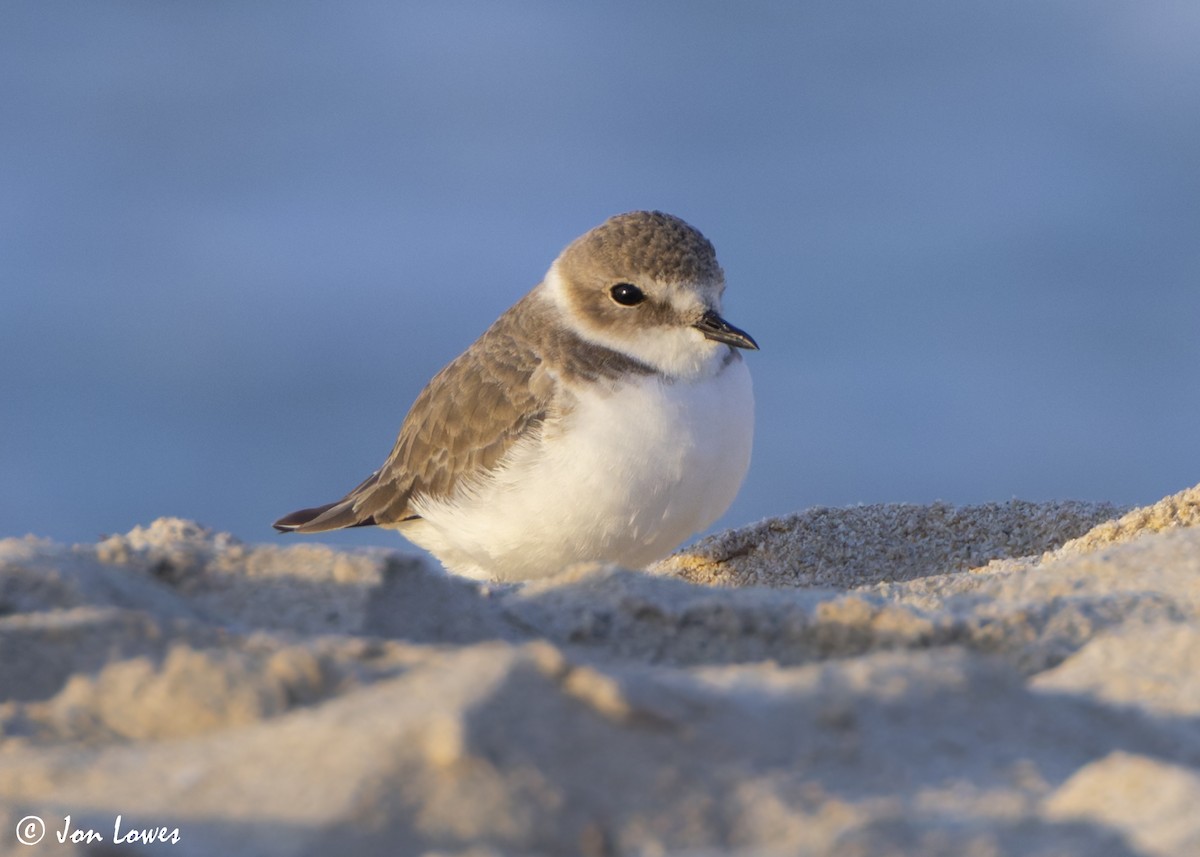 Морской зуёк (alexandrinus/nihonensis) - ML646533992