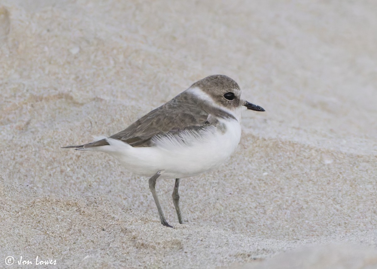 Морской зуёк (alexandrinus/nihonensis) - ML646533993
