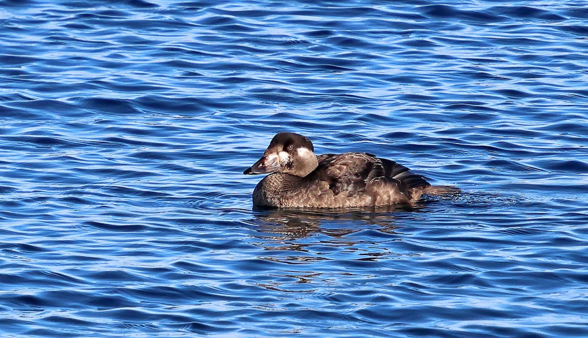 Surf Scoter - ML646533994