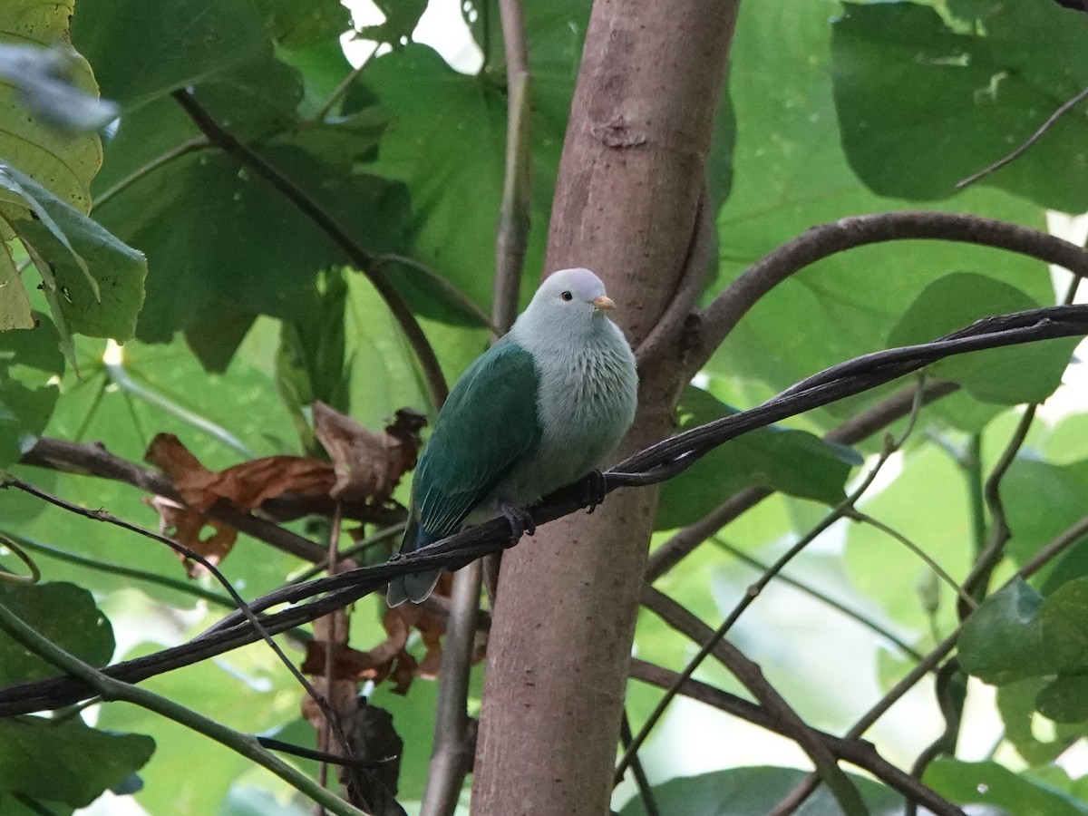 Gray-green Fruit-Dove - ML646533999