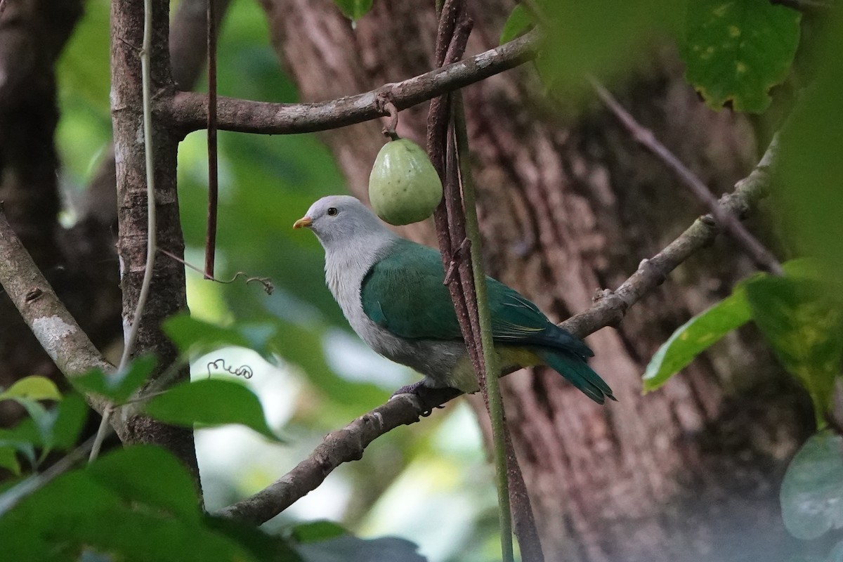 Gray-green Fruit-Dove - ML646534000