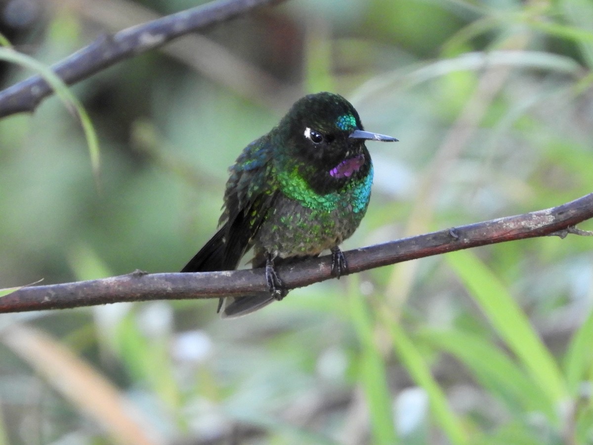 Tourmaline Sunangel - ML646534002