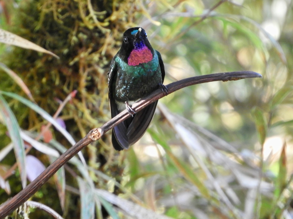 Tourmaline Sunangel - ML646534003