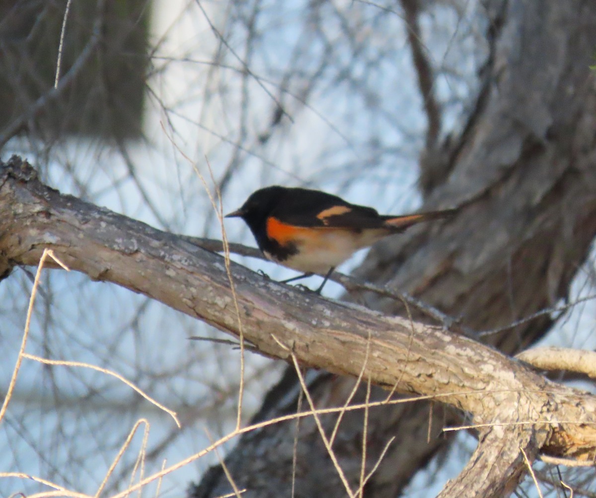 Candelita Norteña - ML646534006