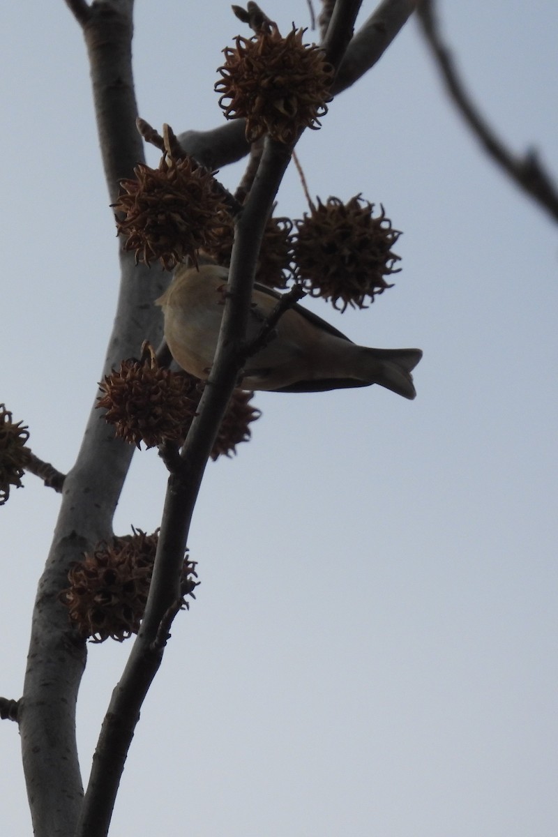 オウゴンヒワ - ML646534008