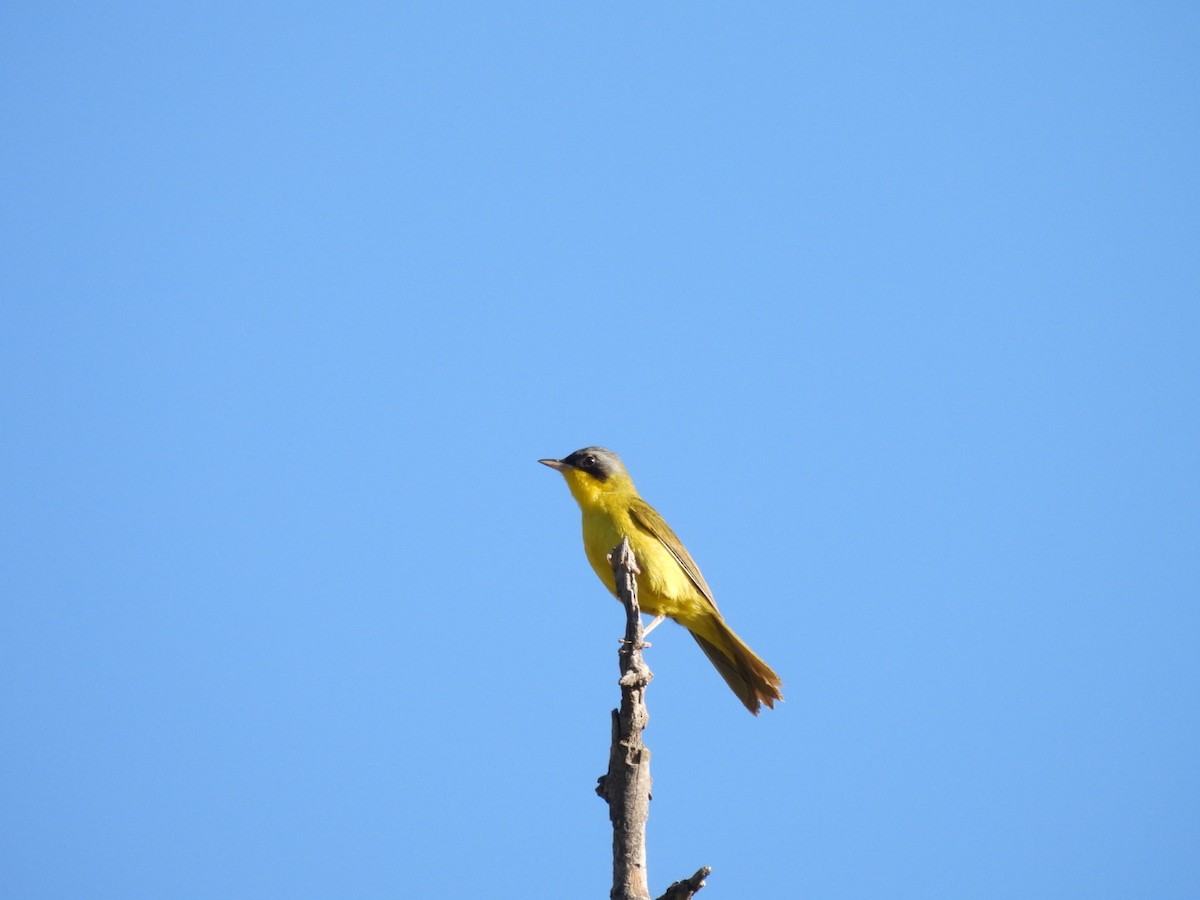 Жовтогорлик східний - ML646534011