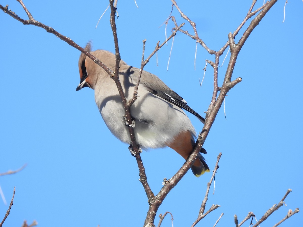 Bohemian Waxwing - ML646534013