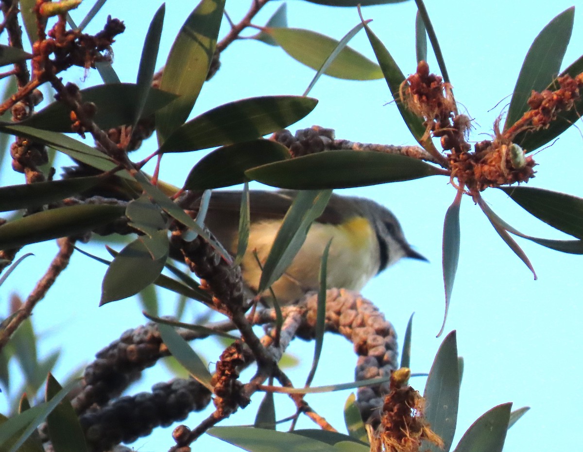 Candelita Norteña - ML646534015