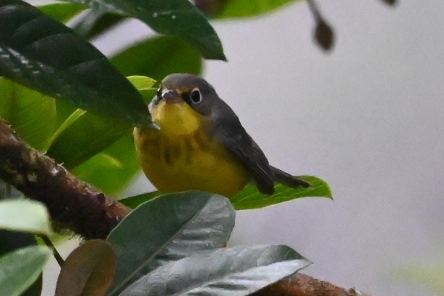 Канадская вильсония - ML646534016