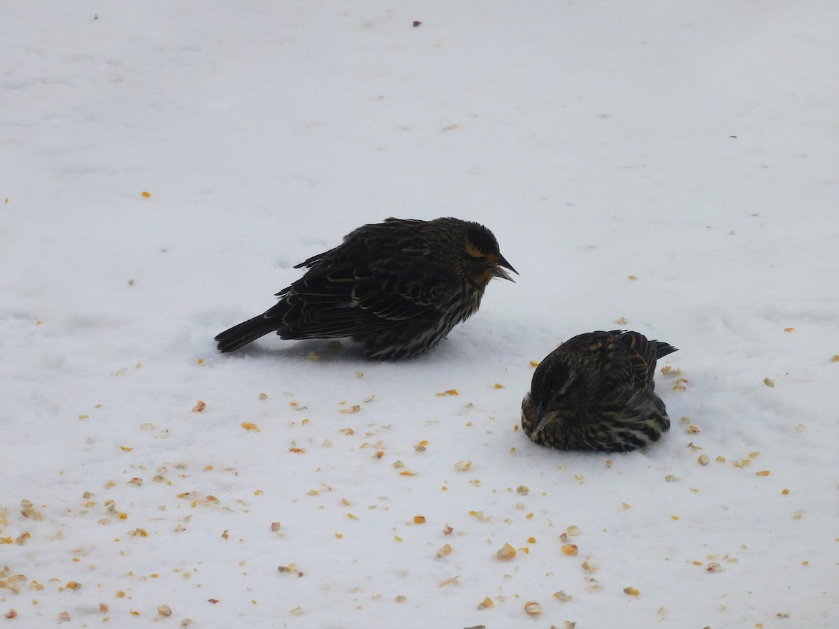 Red-winged Blackbird - ML646534017