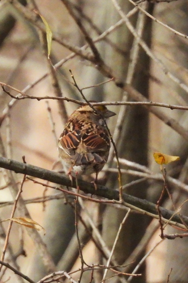 ノドジロシトド - ML646534018