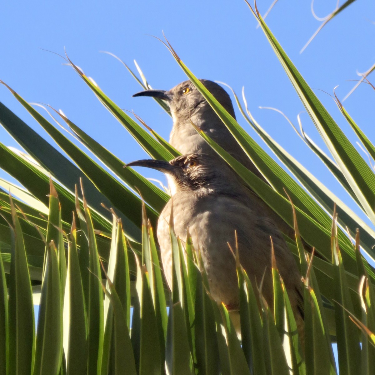 Curve-billed Thrasher - ML646534019