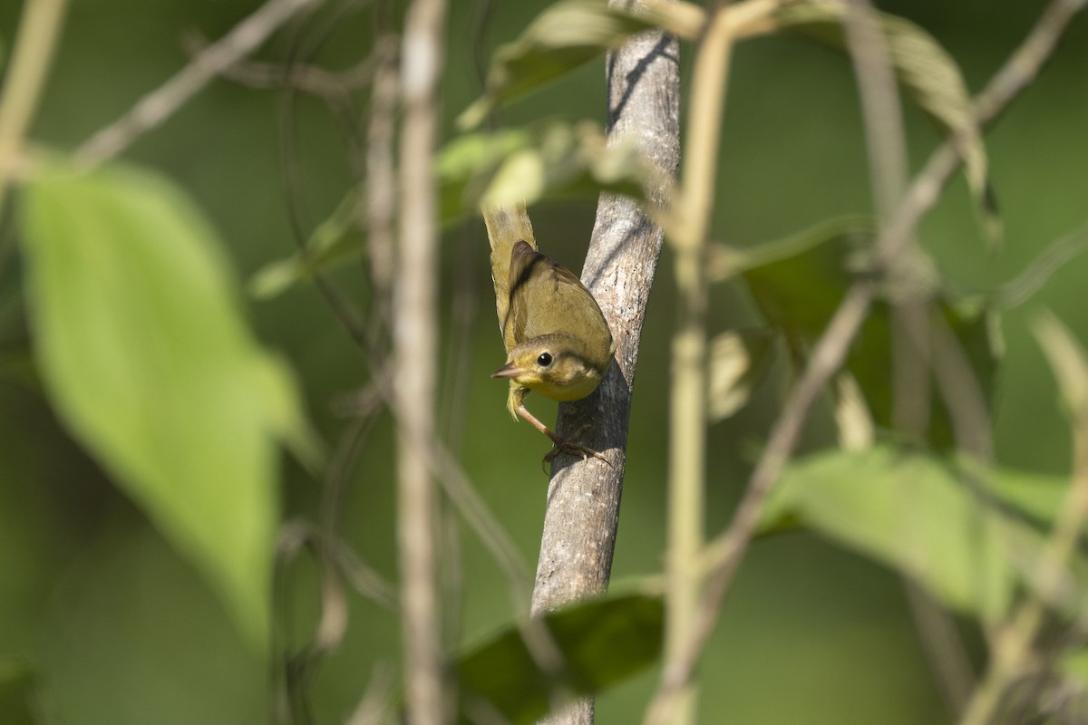 Common Yellowthroat - ML646534020