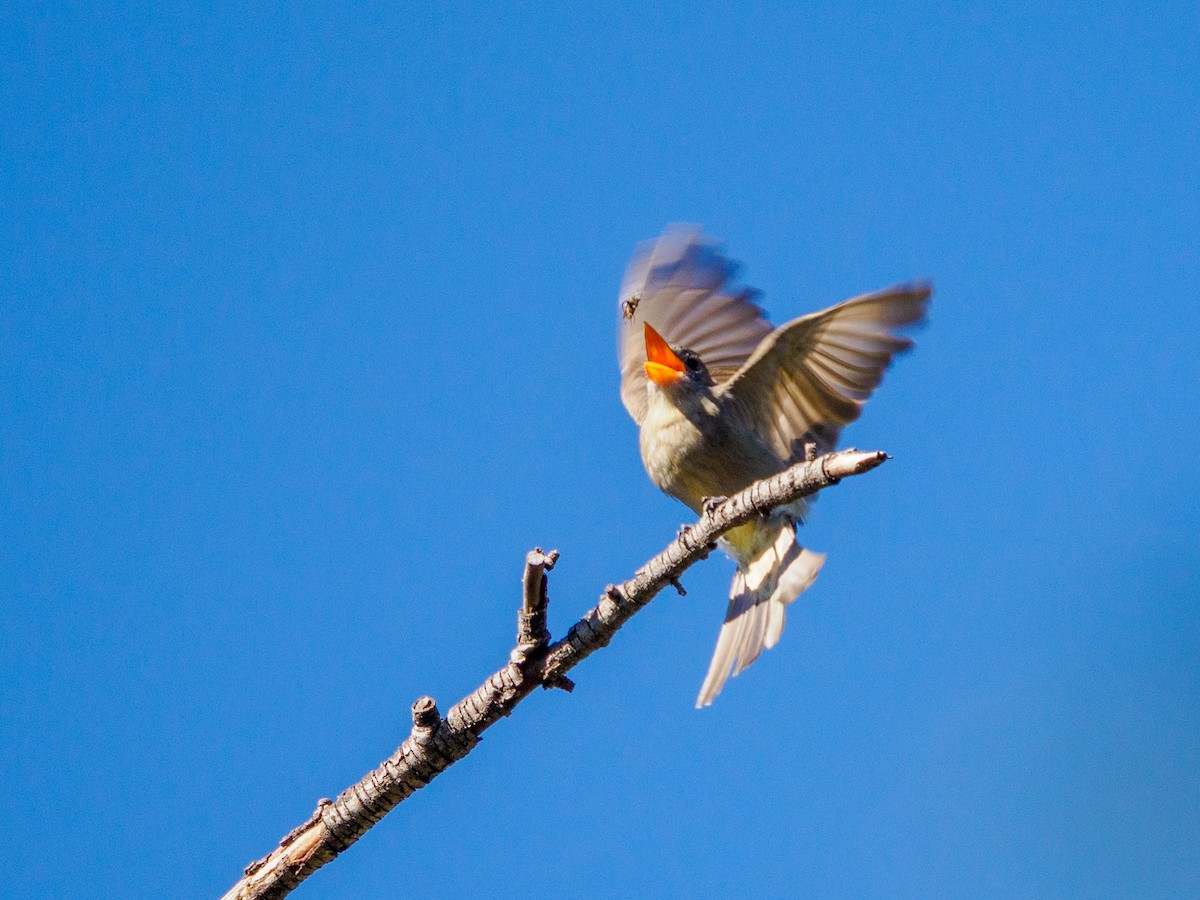 Greater Pewee - ML646534026