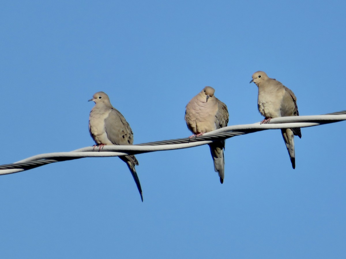Mourning Dove - ML646534027