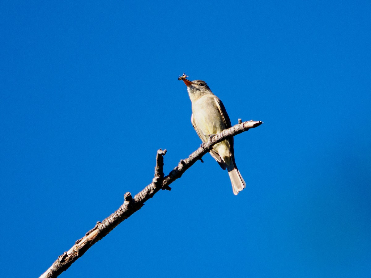 Greater Pewee - ML646534028