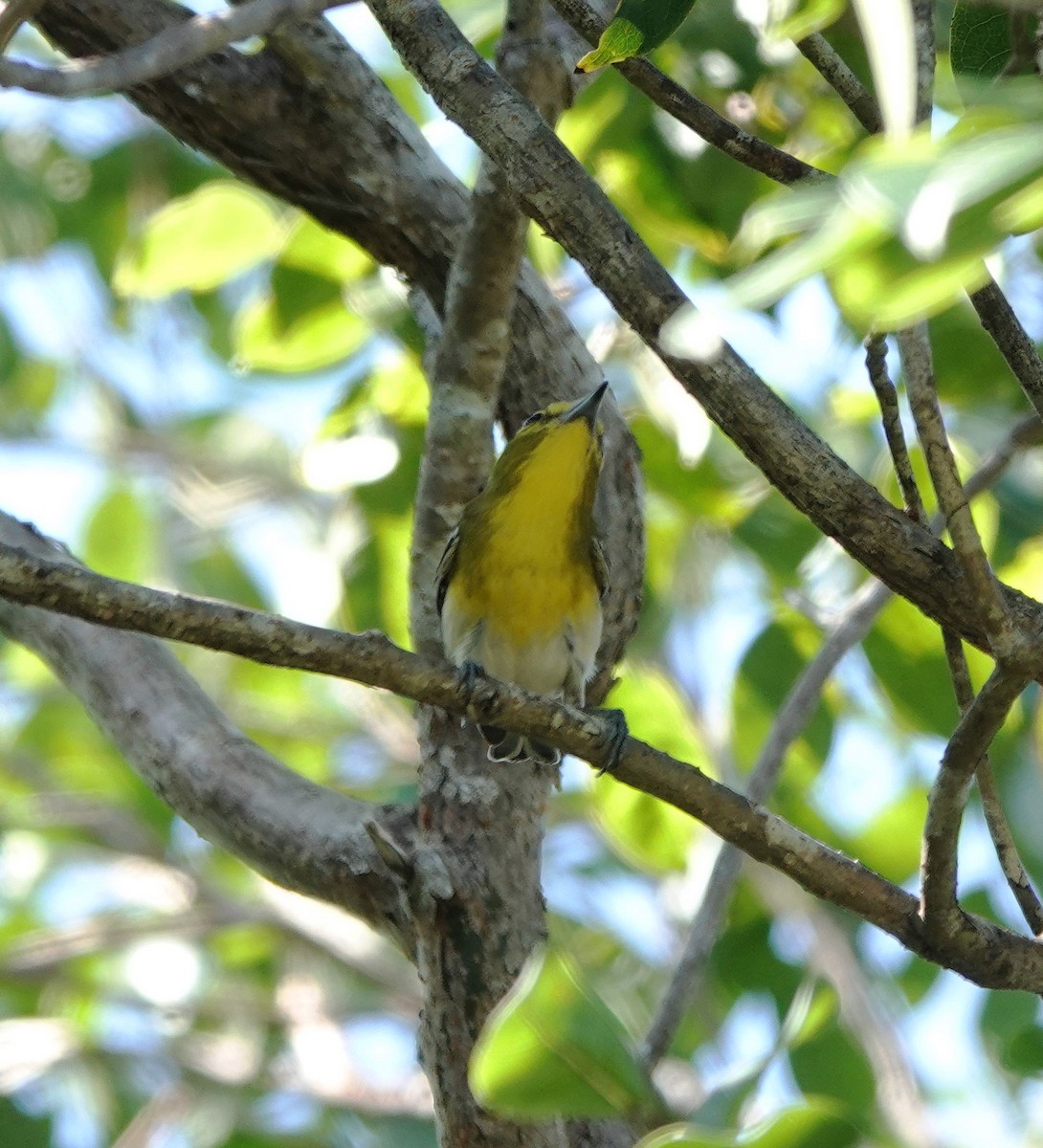ויראו צהוב-גרון - ML646534029