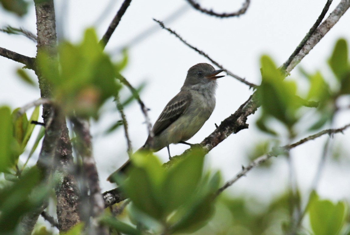 Pale-bellied Mourner - ML646534033