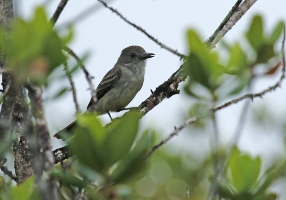 Pale-bellied Mourner - ML646534034