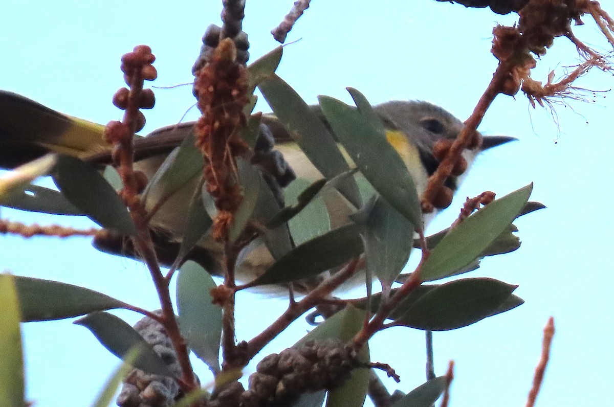 Candelita Norteña - ML646534036