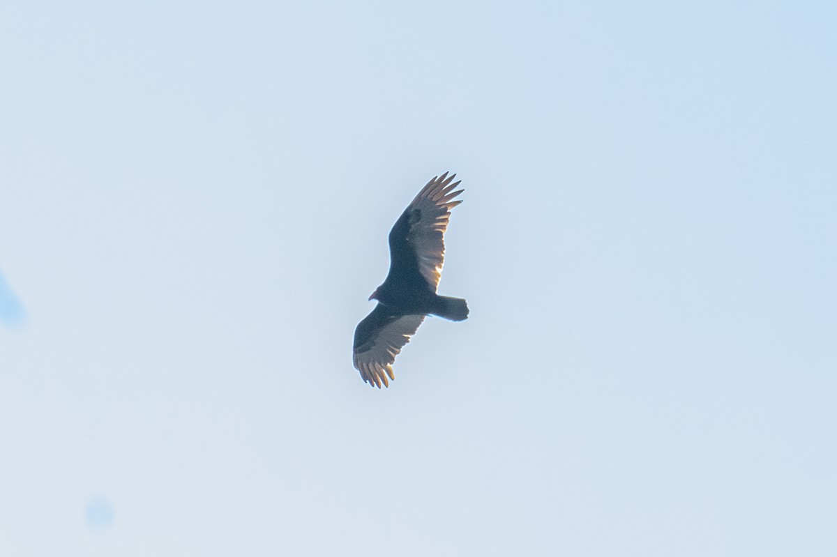 Turkey Vulture - ML646534037