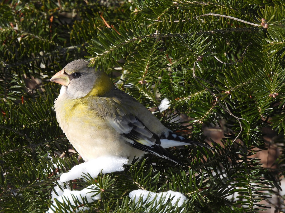 Evening Grosbeak - ML646534040