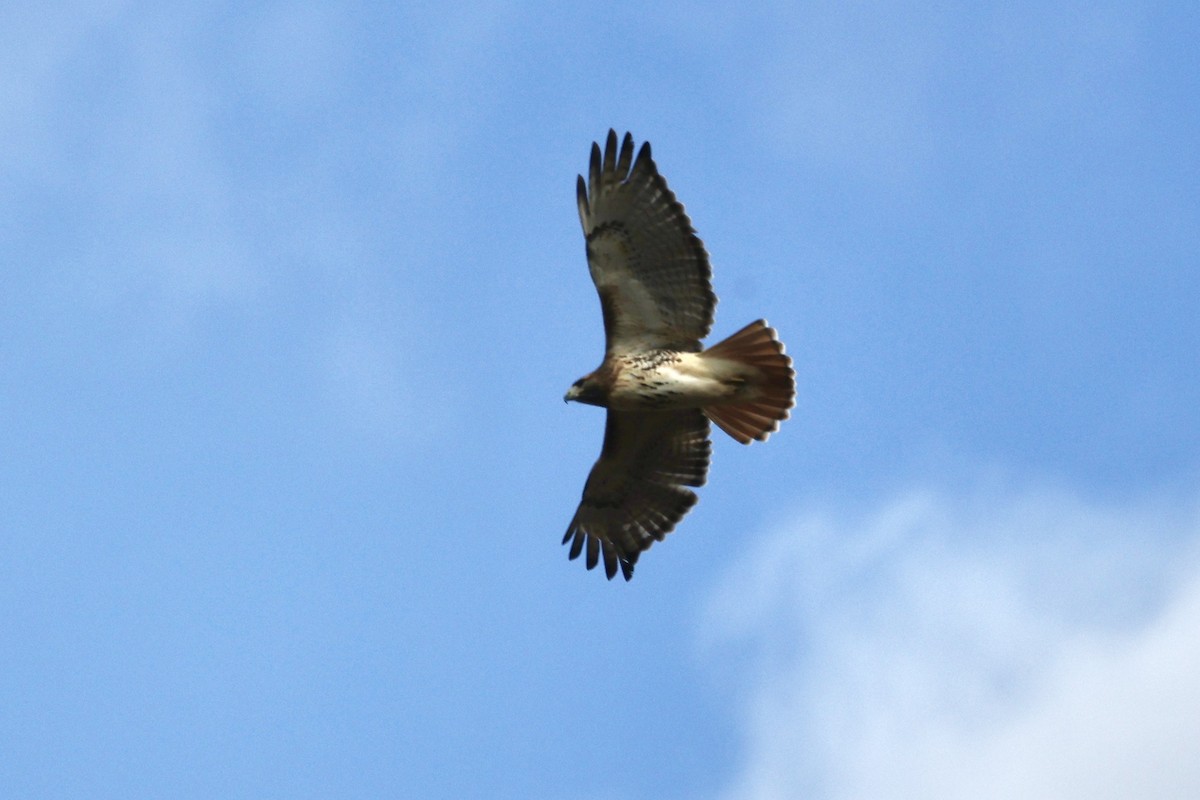 Red-tailed Hawk - ML646534041