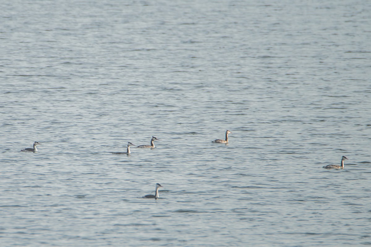 Great Crested Grebe - ML646534048