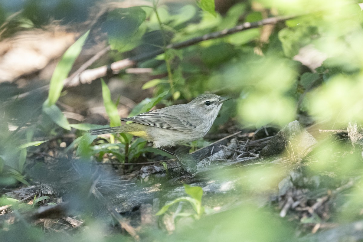 Palm Warbler - ML646534049