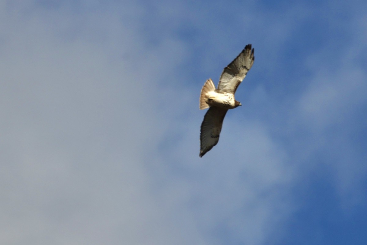 Red-tailed Hawk - ML646534052