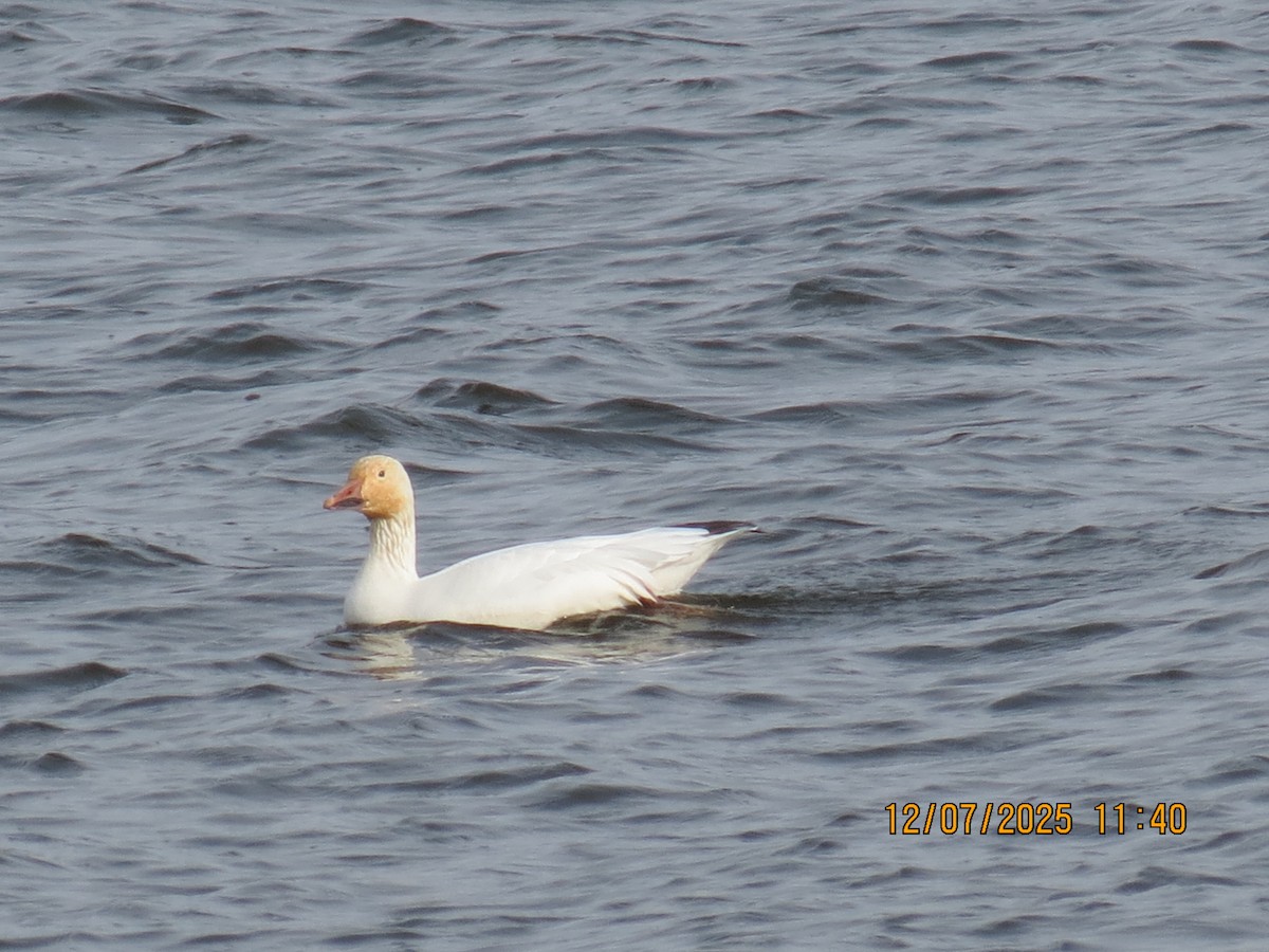 Snow Goose - ML646534053