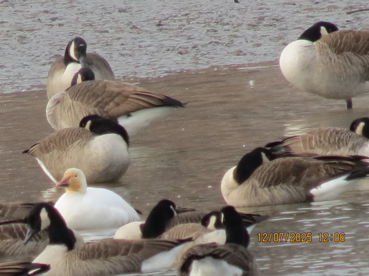 Snow Goose - ML646534054