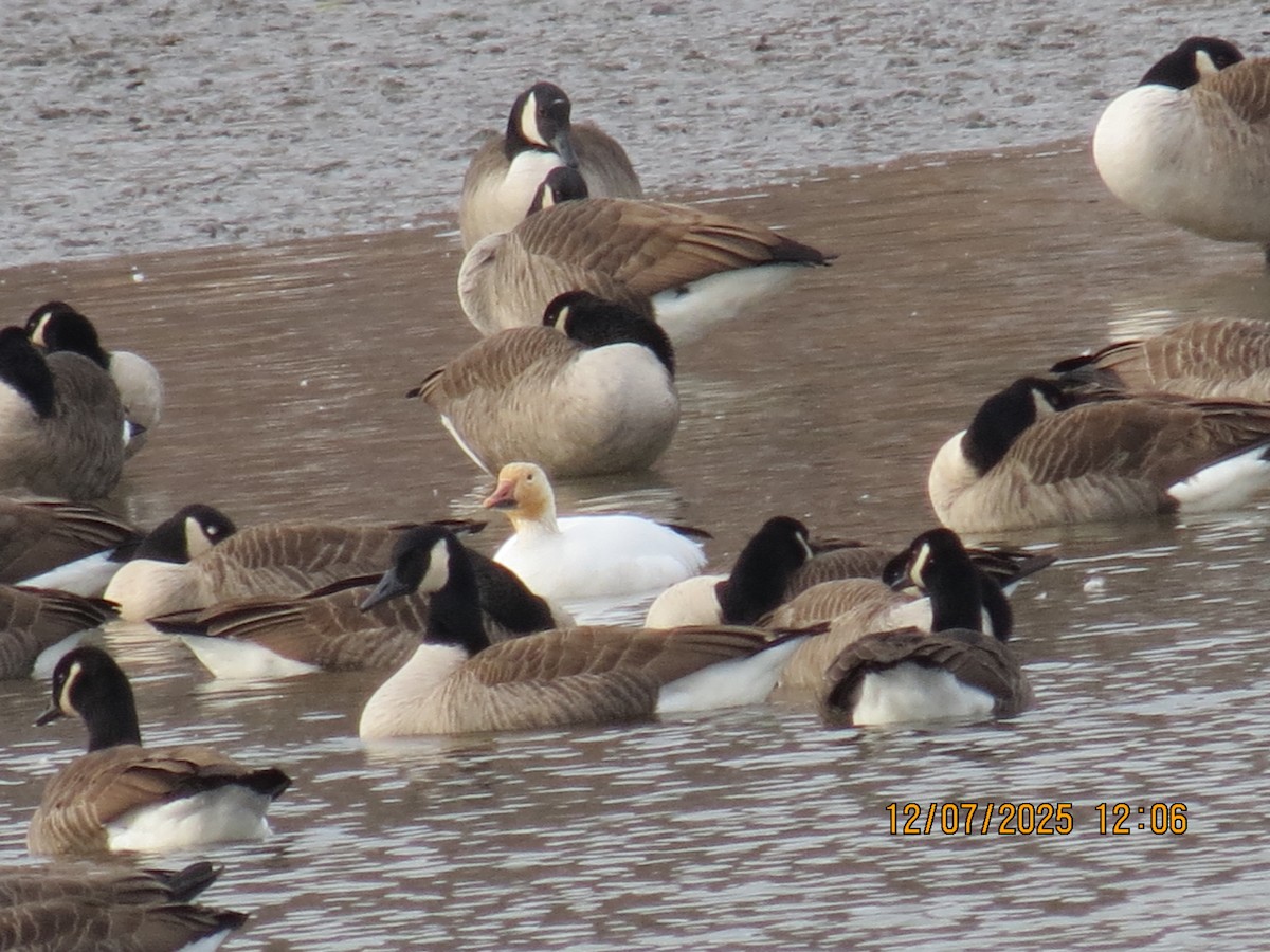 Snow Goose - ML646534055