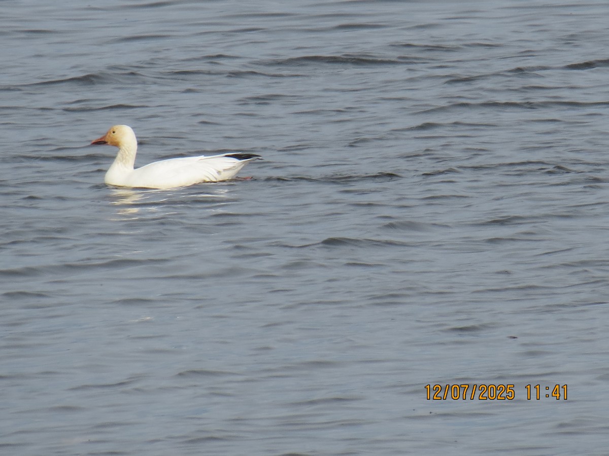 Snow Goose - ML646534056