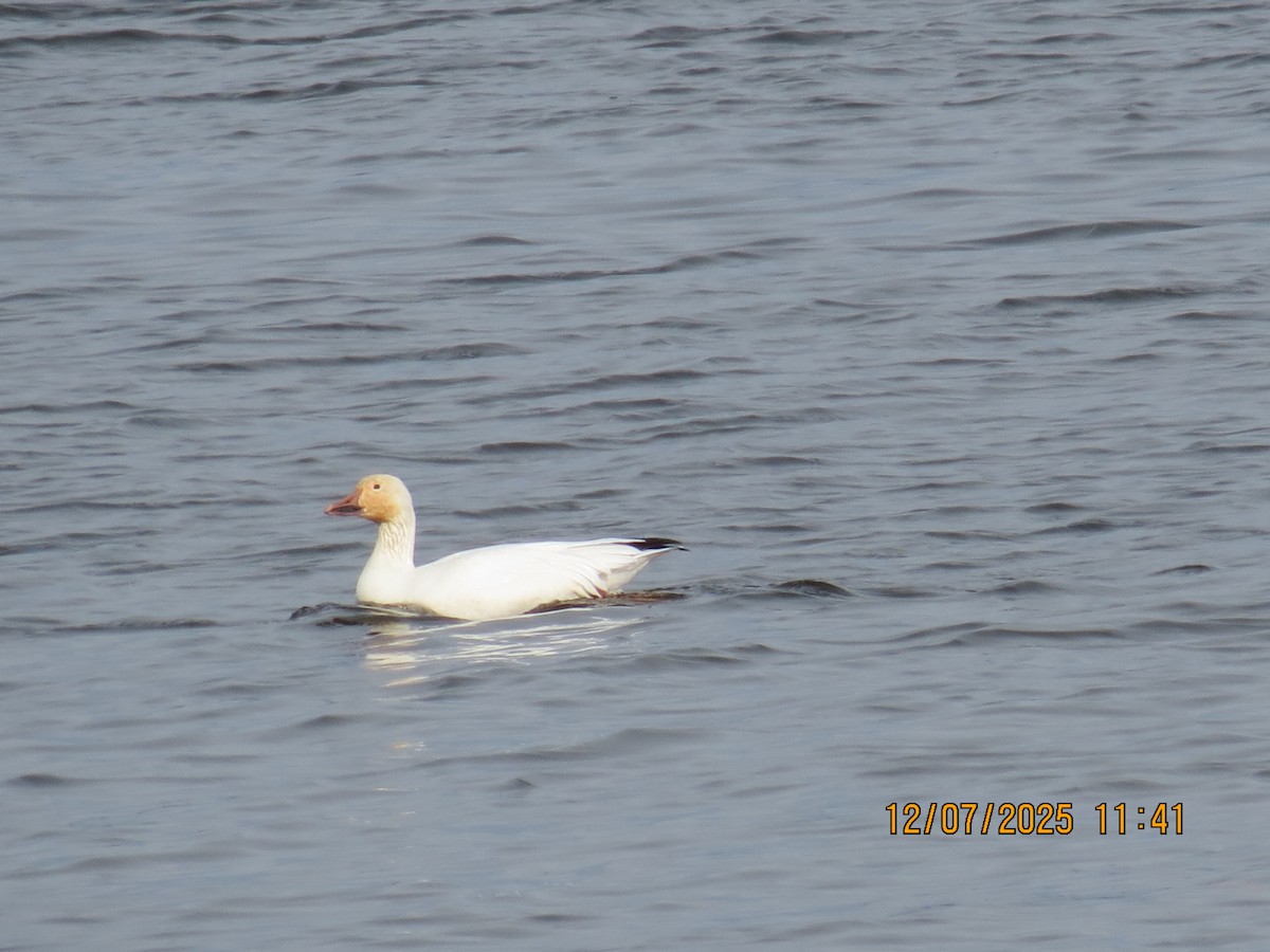Snow Goose - ML646534057