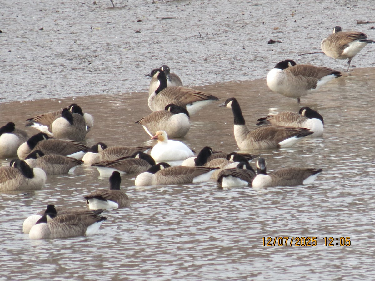 Snow Goose - ML646534058