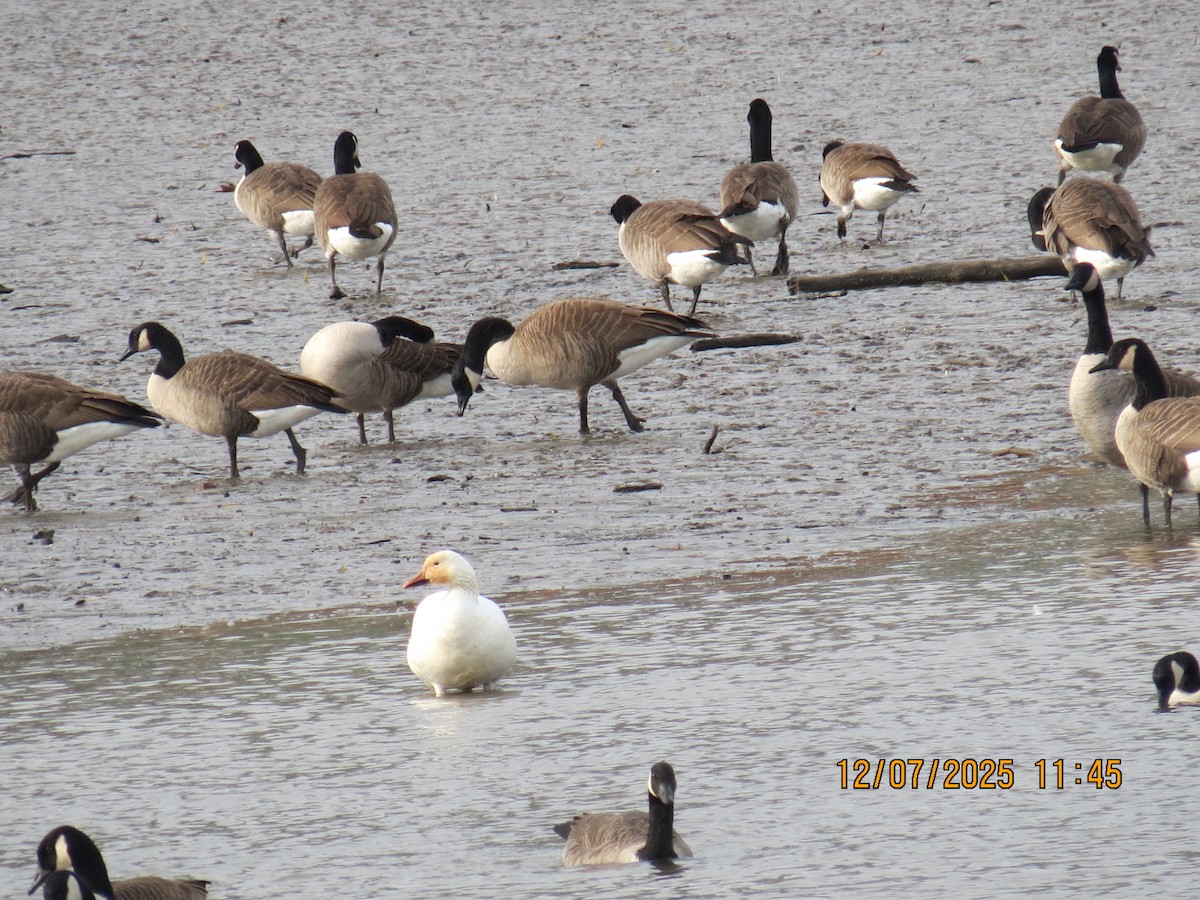 Snow Goose - ML646534059