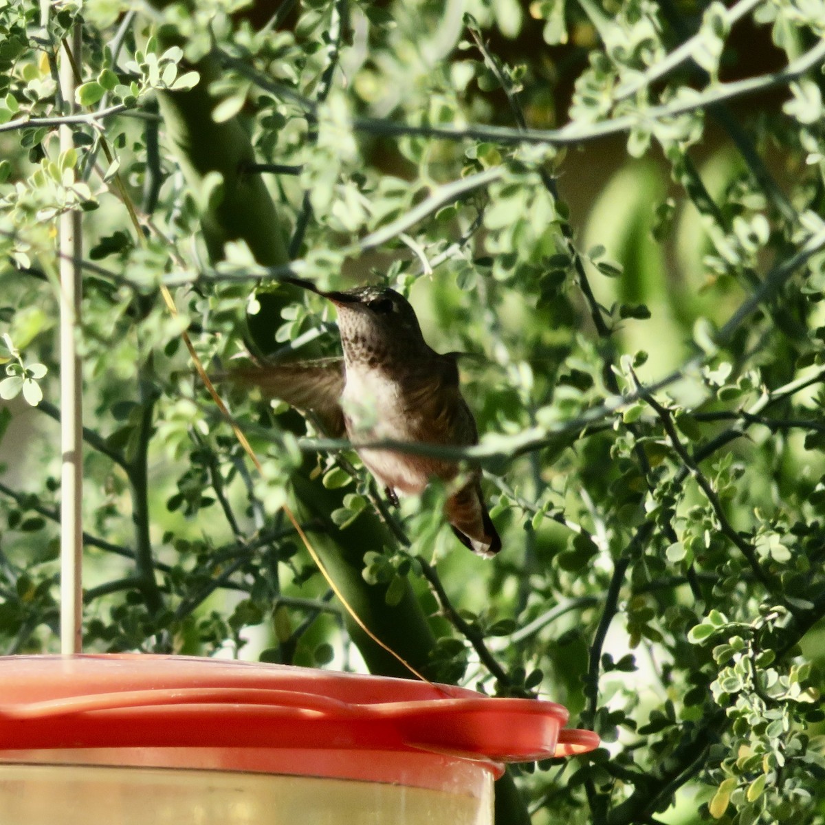 Anna's Hummingbird - ML646534060