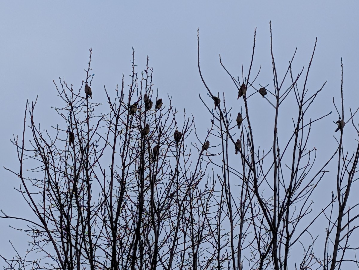 ヒメレンジャク - ML646534062