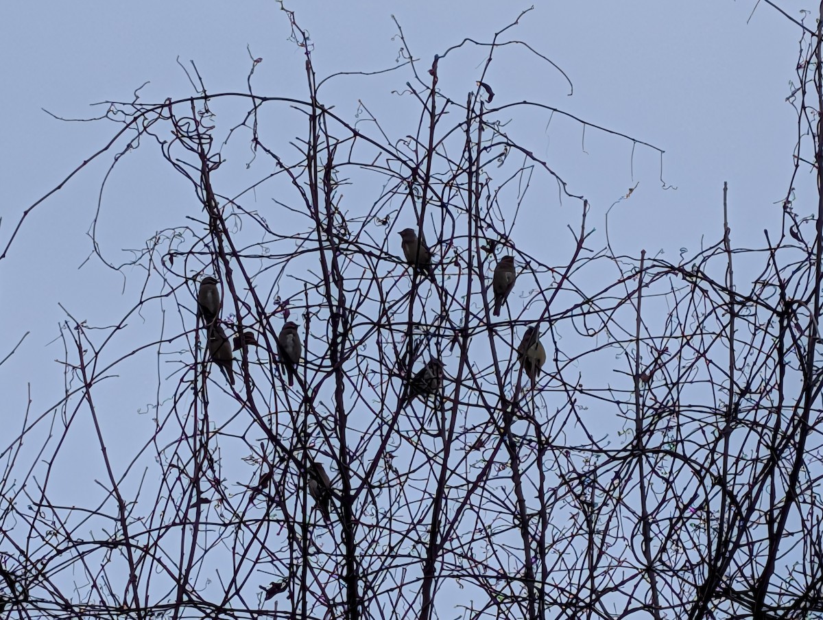 ヒメレンジャク - ML646534063