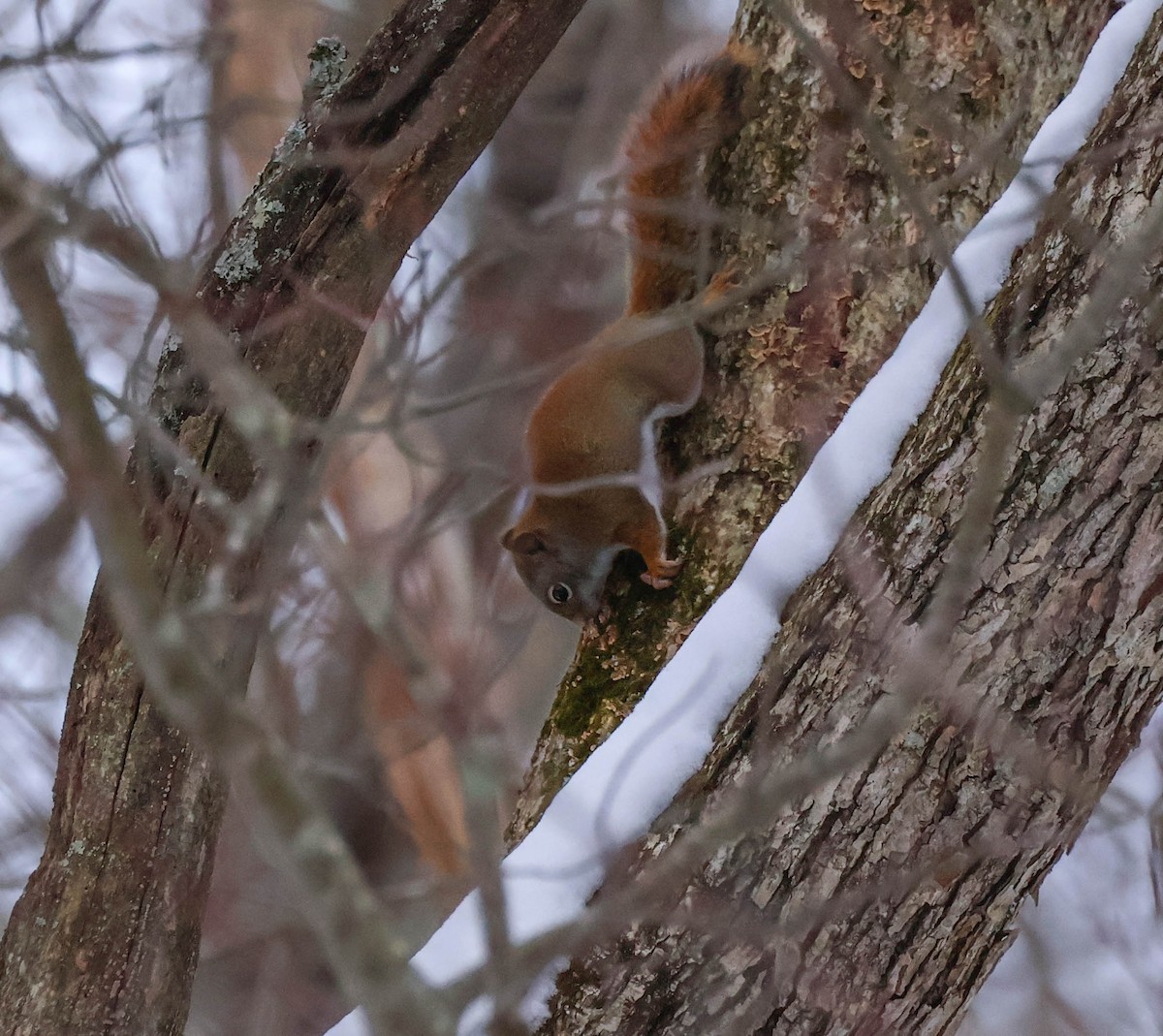 Écureuil roux américain - ML646534064