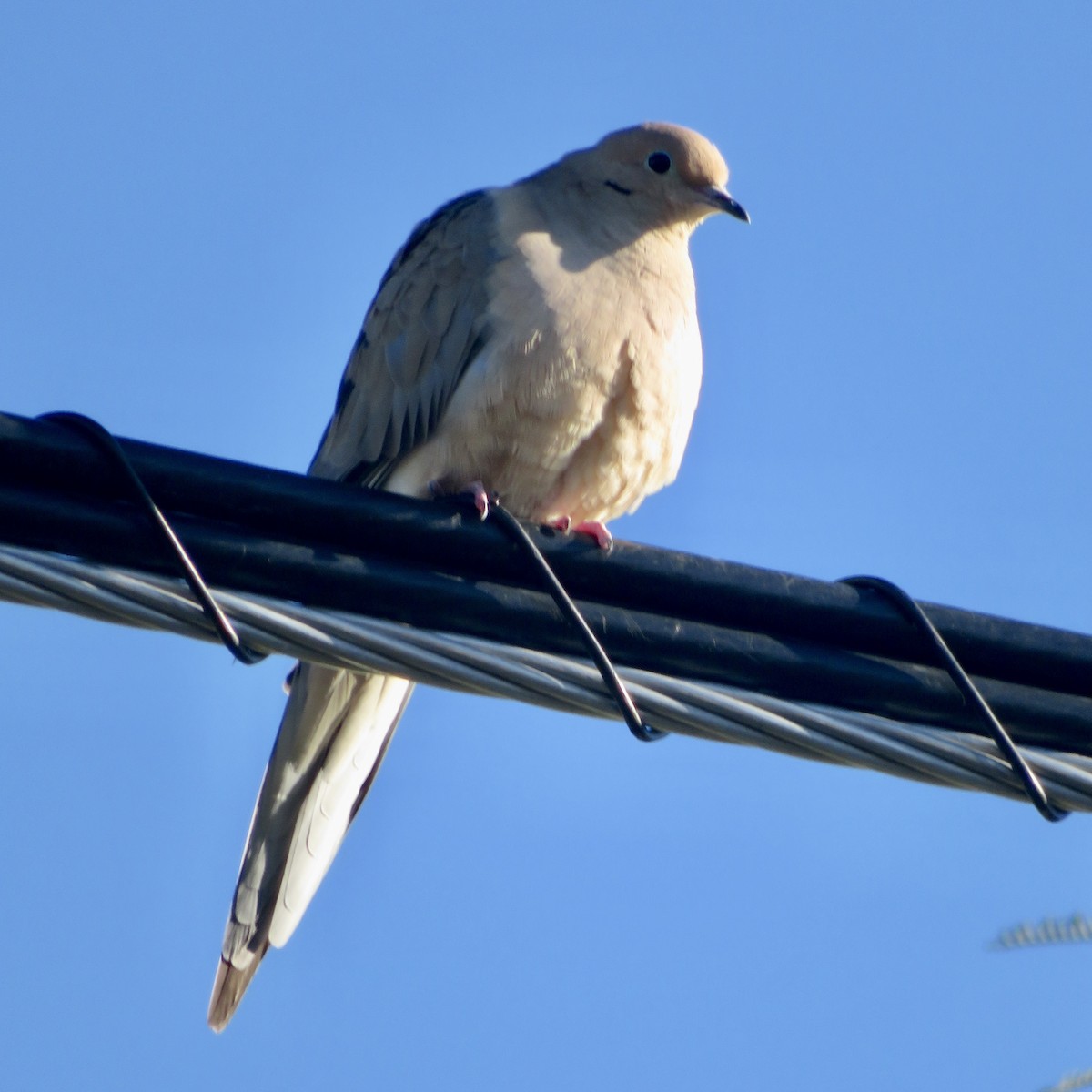 Mourning Dove - ML646534067