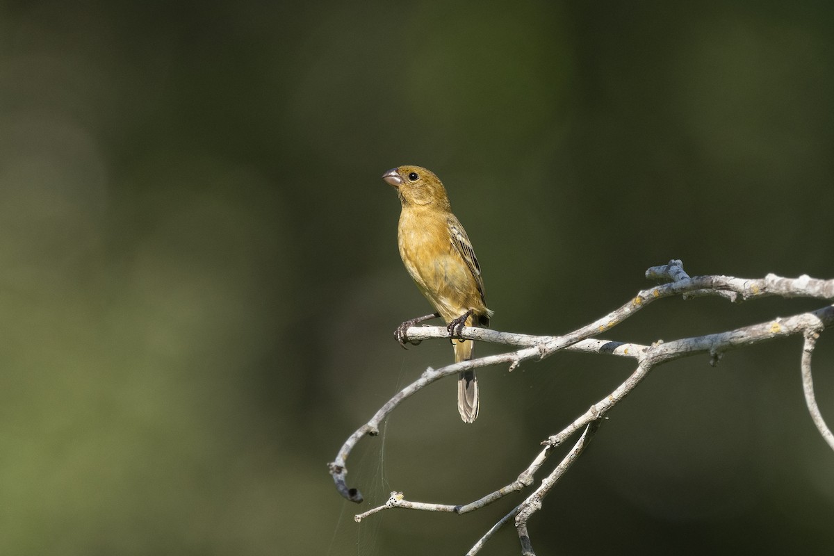 Morelet's Seedeater - ML646534070