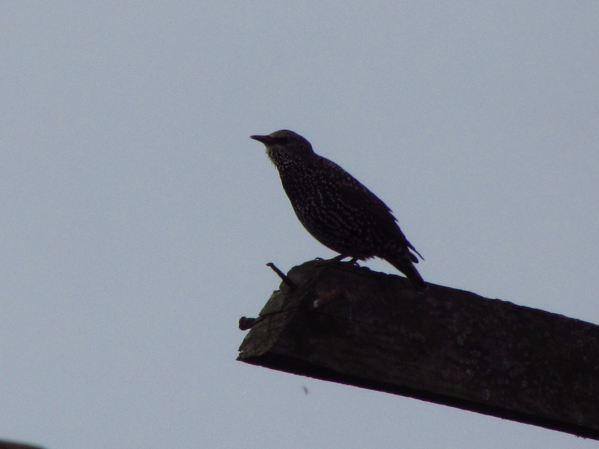 European Starling - ML646534071