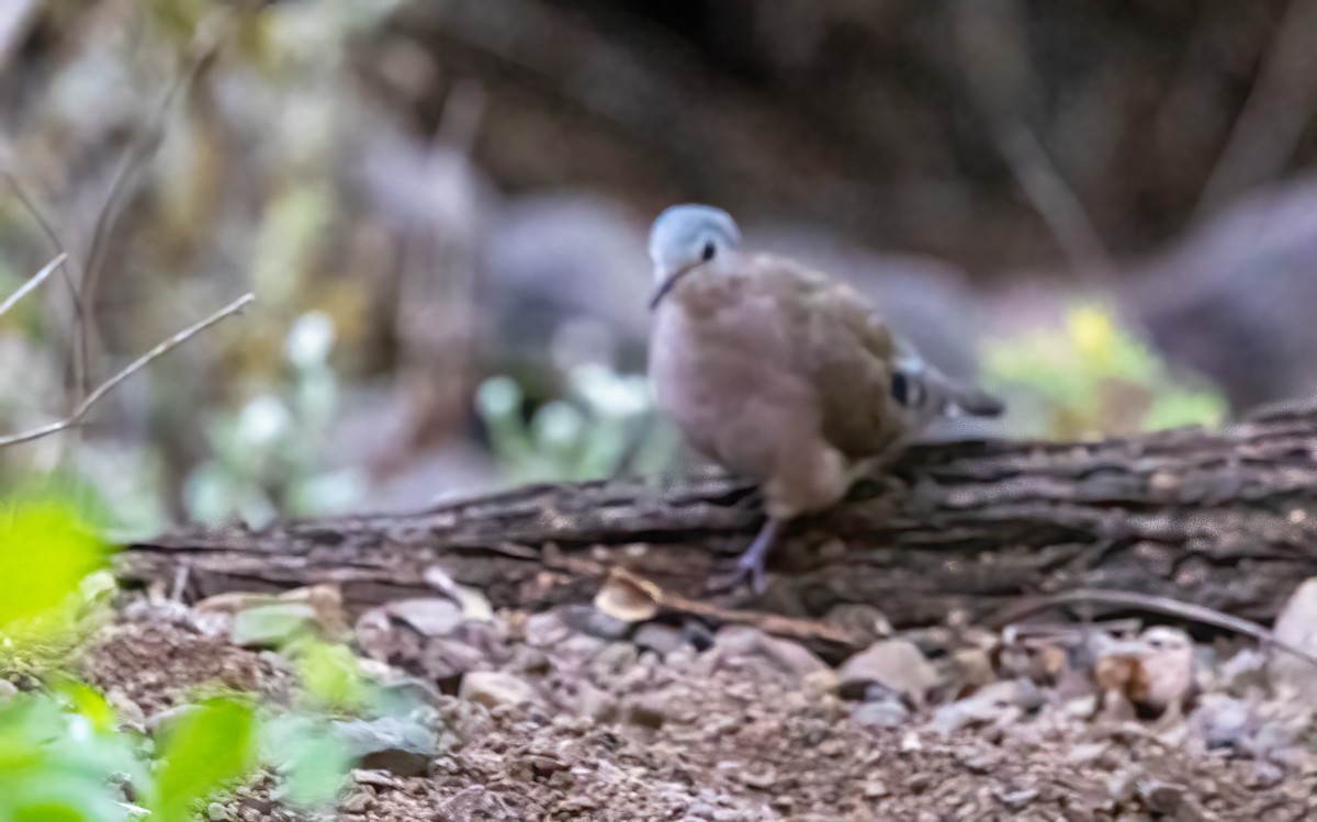 Emerald-spotted Wood-Dove - ML646534073