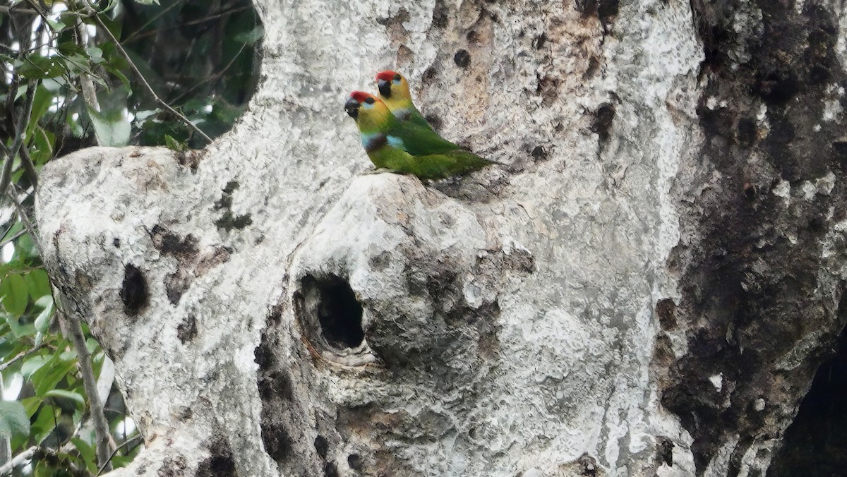 Large Fig-Parrot - ML646534074