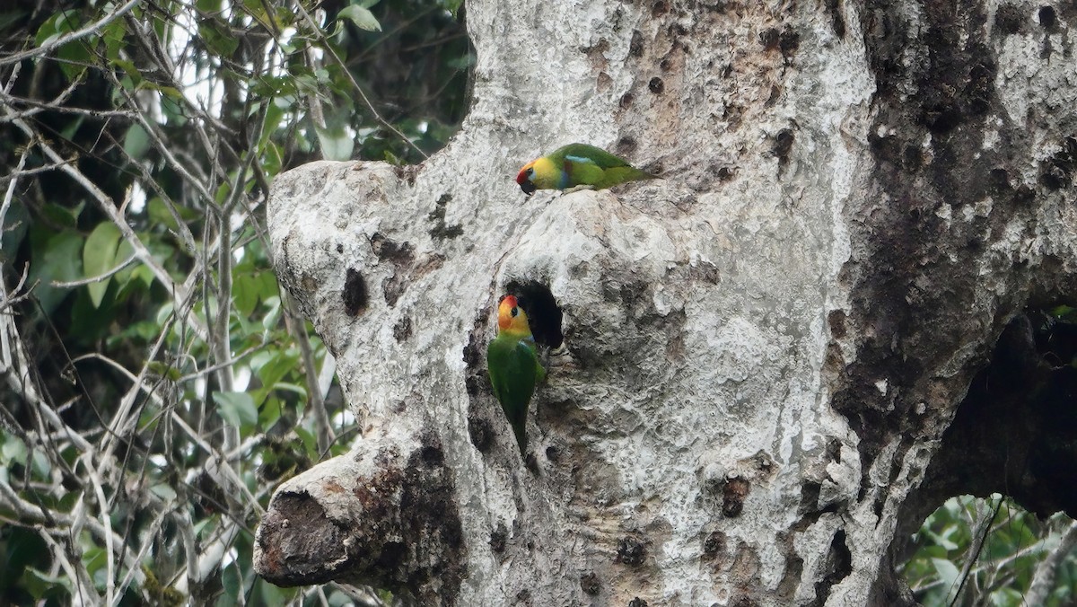 Large Fig-Parrot - ML646534075